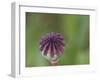 Usa, Washington State, Bellevue. Oriental poppy bud-Merrill Images-Framed Photographic Print