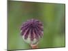Usa, Washington State, Bellevue. Oriental poppy bud-Merrill Images-Mounted Photographic Print