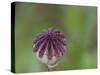 Usa, Washington State, Bellevue. Oriental poppy bud-Merrill Images-Stretched Canvas