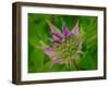 Usa, Washington State, Bellevue. Pink bergamot flower, also known as bee balm close-up-Merrill Images-Framed Photographic Print