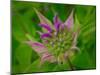 Usa, Washington State, Bellevue. Pink bergamot flower, also known as bee balm close-up-Merrill Images-Mounted Photographic Print