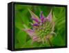 Usa, Washington State, Bellevue. Pink bergamot flower, also known as bee balm close-up-Merrill Images-Framed Stretched Canvas