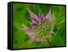 Usa, Washington State, Bellevue. Pink bergamot flower, also known as bee balm close-up-Merrill Images-Framed Stretched Canvas