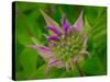 Usa, Washington State, Bellevue. Pink bergamot flower, also known as bee balm close-up-Merrill Images-Stretched Canvas