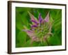 Usa, Washington State, Bellevue. Pink bergamot flower, also known as bee balm close-up-Merrill Images-Framed Photographic Print