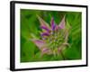 Usa, Washington State, Bellevue. Pink bergamot flower, also known as bee balm close-up-Merrill Images-Framed Photographic Print