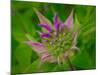 Usa, Washington State, Bellevue. Pink bergamot flower, also known as bee balm close-up-Merrill Images-Mounted Photographic Print