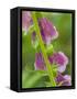 Usa, Washington State, Bellevue. Pink foxglove flower close-up-Merrill Images-Framed Stretched Canvas