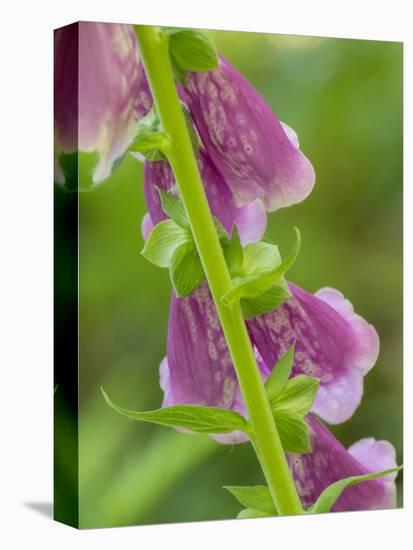 Usa, Washington State, Bellevue. Pink foxglove flower close-up-Merrill Images-Stretched Canvas