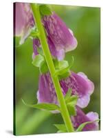 Usa, Washington State, Bellevue. Pink foxglove flower close-up-Merrill Images-Stretched Canvas