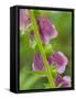 Usa, Washington State, Bellevue. Pink foxglove flower close-up-Merrill Images-Framed Stretched Canvas