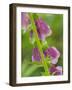 Usa, Washington State, Bellevue. Pink foxglove flower close-up-Merrill Images-Framed Photographic Print