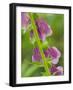 Usa, Washington State, Bellevue. Pink foxglove flower close-up-Merrill Images-Framed Photographic Print