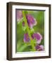 Usa, Washington State, Bellevue. Pink foxglove flower close-up-Merrill Images-Framed Photographic Print