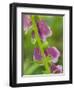 Usa, Washington State, Bellevue. Pink foxglove flower close-up-Merrill Images-Framed Photographic Print