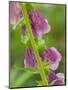 Usa, Washington State, Bellevue. Pink foxglove flower close-up-Merrill Images-Mounted Photographic Print