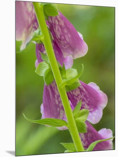 Usa, Washington State, Bellevue. Pink foxglove flower close-up-Merrill Images-Mounted Photographic Print