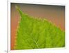 Usa, Washington State, Bellevue. Veins on green leaf of Bigleaf hydrangea close-up-Merrill Images-Framed Photographic Print