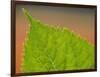 Usa, Washington State, Bellevue. Veins on green leaf of Bigleaf hydrangea close-up-Merrill Images-Framed Photographic Print