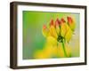 Usa, Washington State, Bellevue. Yellow and orange flower of Bird's Foot Trefoil close-up-Merrill Images-Framed Photographic Print