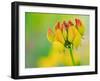 Usa, Washington State, Bellevue. Yellow and orange flower of Bird's Foot Trefoil close-up-Merrill Images-Framed Photographic Print