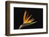 USA, Washington State, Bellingham. Bird of paradise flower close-up.-Jaynes Gallery-Framed Photographic Print