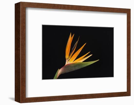 USA, Washington State, Bellingham. Bird of paradise flower close-up.-Jaynes Gallery-Framed Photographic Print