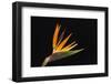 USA, Washington State, Bellingham. Bird of paradise flower close-up.-Jaynes Gallery-Framed Photographic Print