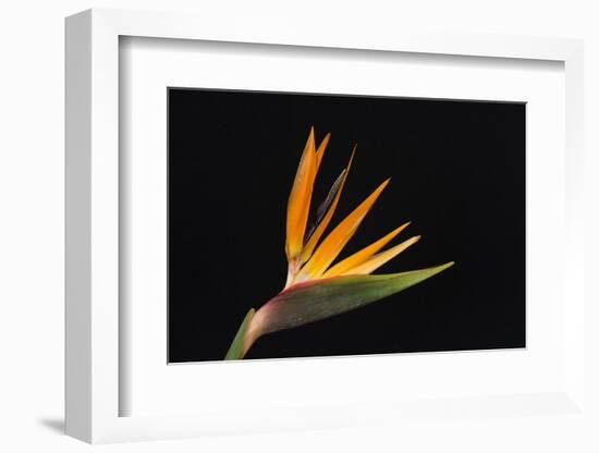 USA, Washington State, Bellingham. Bird of paradise flower close-up.-Jaynes Gallery-Framed Photographic Print