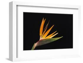 USA, Washington State, Bellingham. Bird of paradise flower close-up.-Jaynes Gallery-Framed Photographic Print