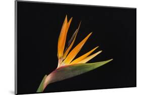 USA, Washington State, Bellingham. Bird of paradise flower close-up.-Jaynes Gallery-Mounted Photographic Print