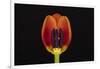 USA, Washington State, Bellingham. Close-up inside of tulip.-Jaynes Gallery-Framed Photographic Print