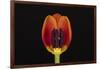 USA, Washington State, Bellingham. Close-up inside of tulip.-Jaynes Gallery-Framed Photographic Print