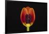 USA, Washington State, Bellingham. Close-up inside of tulip.-Jaynes Gallery-Framed Photographic Print