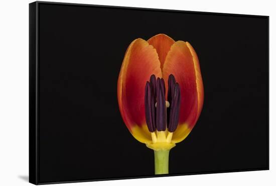 USA, Washington State, Bellingham. Close-up inside of tulip.-Jaynes Gallery-Framed Stretched Canvas