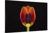 USA, Washington State, Bellingham. Close-up inside of tulip.-Jaynes Gallery-Stretched Canvas