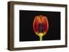 USA, Washington State, Bellingham. Close-up inside of tulip.-Jaynes Gallery-Framed Photographic Print