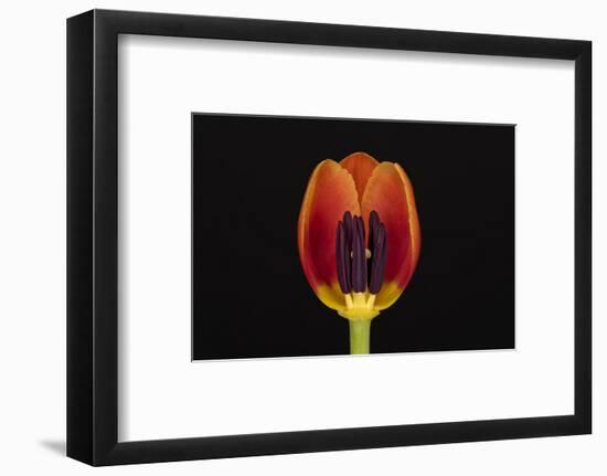 USA, Washington State, Bellingham. Close-up inside of tulip.-Jaynes Gallery-Framed Photographic Print