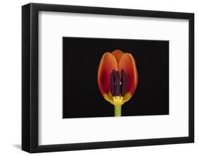 USA, Washington State, Bellingham. Close-up inside of tulip.-Jaynes Gallery-Framed Photographic Print