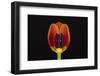 USA, Washington State, Bellingham. Close-up inside of tulip.-Jaynes Gallery-Framed Photographic Print