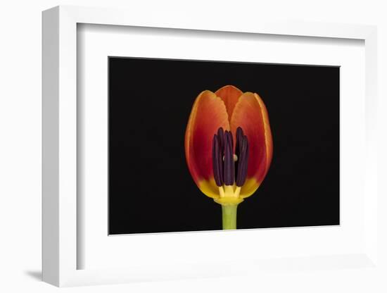 USA, Washington State, Bellingham. Close-up inside of tulip.-Jaynes Gallery-Framed Photographic Print