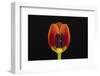 USA, Washington State, Bellingham. Close-up inside of tulip.-Jaynes Gallery-Framed Photographic Print