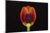 USA, Washington State, Bellingham. Close-up inside of tulip.-Jaynes Gallery-Mounted Photographic Print