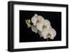 USA, Washington State, Bellingham. Close-up of phalaenopsis orchid.-Jaynes Gallery-Framed Photographic Print