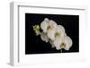 USA, Washington State, Bellingham. Close-up of phalaenopsis orchid.-Jaynes Gallery-Framed Photographic Print