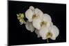 USA, Washington State, Bellingham. Close-up of phalaenopsis orchid.-Jaynes Gallery-Mounted Photographic Print