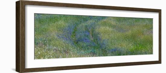 USA, Washington State, Benge. Purple vetch in field-Sylvia Gulin-Framed Photographic Print