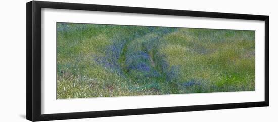 USA, Washington State, Benge. Purple vetch in field-Sylvia Gulin-Framed Photographic Print