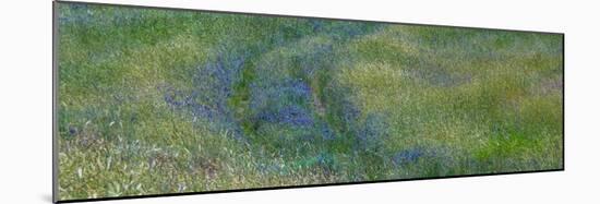 USA, Washington State, Benge. Purple vetch in field-Sylvia Gulin-Mounted Photographic Print