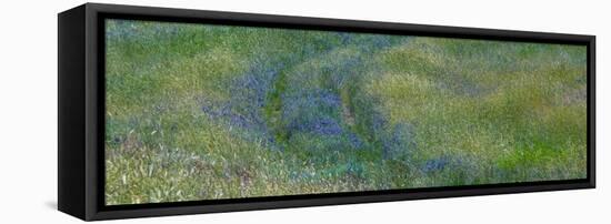 USA, Washington State, Benge. Purple vetch in field-Sylvia Gulin-Framed Stretched Canvas
